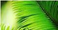 Dreamcatcher Apartments - Holiday Accommodation in Port Douglas - steps to the beach