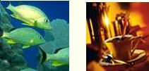 Port Douglas Australia - stunnign reefs & rainforest, golf courses, stunning tropical foods and more - Dreamcatcher Apartments